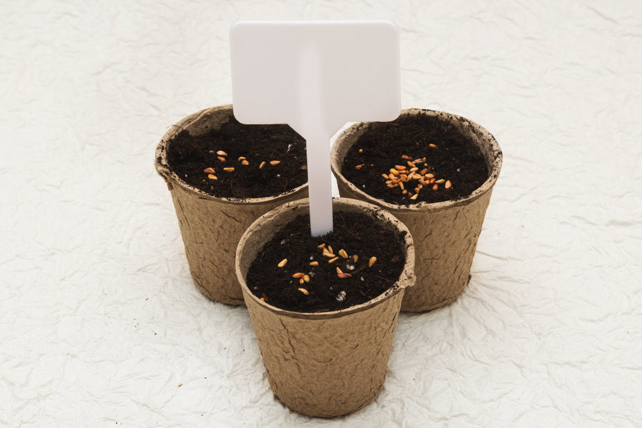 Three biodegradable cardboard pots with soil and seeds, white plant label marker visible