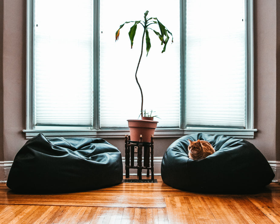 Black beanbag chair by window with cat, wooden floor, potted plant, minimalist interior design.