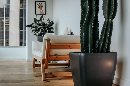 Cream sofa with wooden frame in modern living room with cacti and plants by window