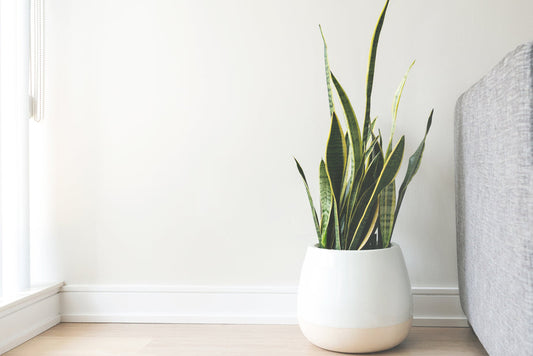 White ceramic pot with snake plant on wooden floor against white wall and gray cushion