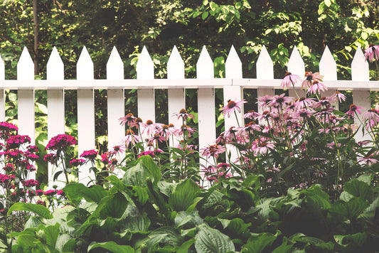 White wooden picket fence with pink echinacea flowers and magenta blooms in garden