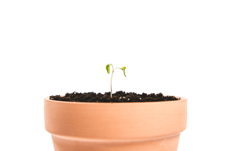 Terracotta clay plant pot with young seedling sprouting green leaves in dark potting soil, isolated on white background
