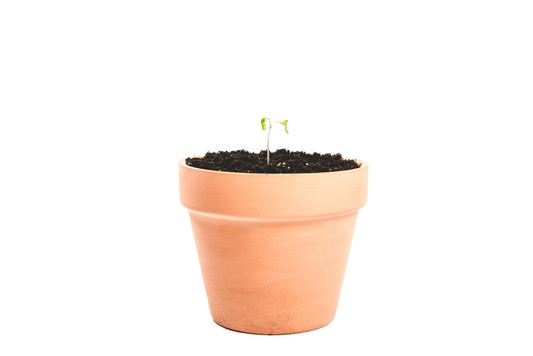 Terracotta clay plant pot with small green seedling sprouting in dark soil against white background